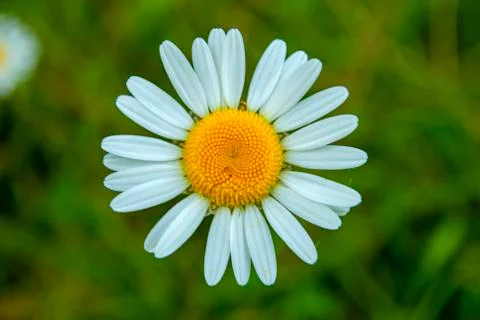 Shasta daisy  Stock Photos