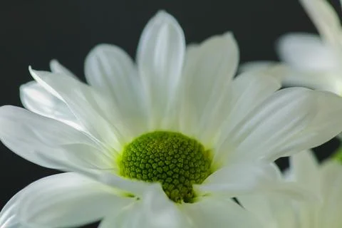 Shasta Daisy Stock Photos