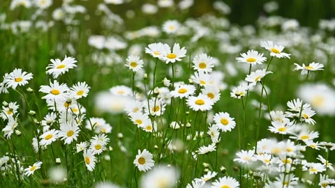 Shasta daisy at slow motion Vídeos de archivo 334284484