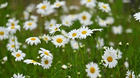 Shasta daisy at slow motion Stock-Footage 334284495