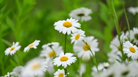 Shasta daisy at slow motion Stock Footage 334284501