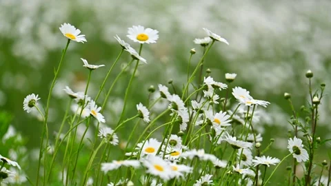 Shasta daisy at slow motion Stock-Footage 334284510