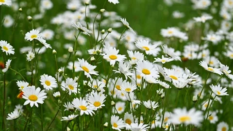 Shasta daisy at slow motion Stock Footage 334284532