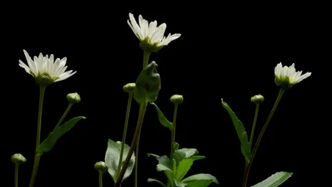 Shasta Daisy Time-lapse Stock Footage 273829855