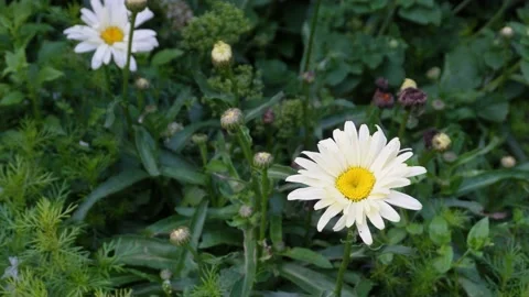 Shasta  daisy - UHD quality Stock Footage 208866281