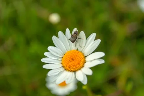 Shasta daisy wit fly on it Stock Photos