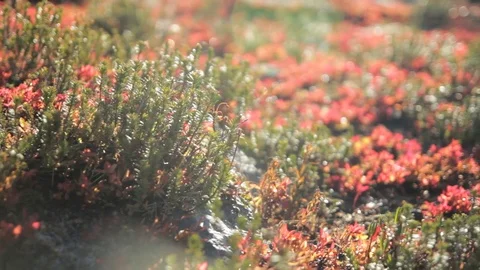 Shasta Macro Succulents Stock Footage 71125491