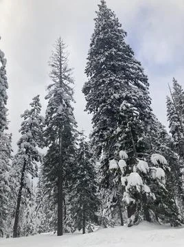 Shastapinesinwinter2 写真素材
