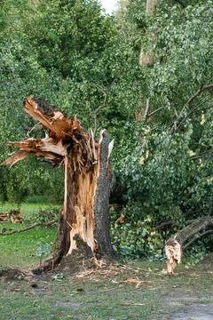 Shattered Tree Trunk and Fallen Branches After Severe Gale Stock Photos