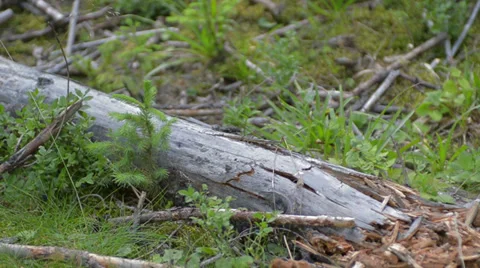 Shattering log slow motion Stock-Footage 27526646