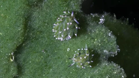 Shaun the sheep Stock Footage 301270240