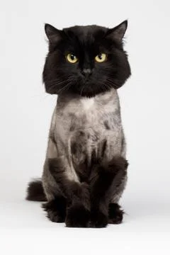 Shaved black cat 写真素材