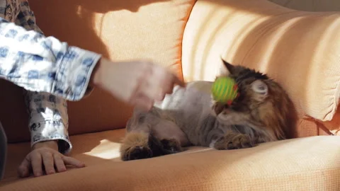 Shaved cat lying on the couch and playing with a toy Stock Footage 104851277