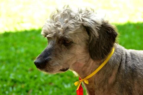 Shaved dog Stock Photos