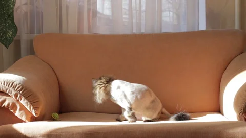 A shaved gray cat washes on the couch. Animal care concept Video stock 104656215