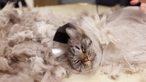 Shaved long-haired cat lying on a grooming table with trimmed fur around Video stock 303151684