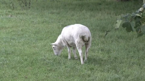 Shaven Sheep Video stock 79542801