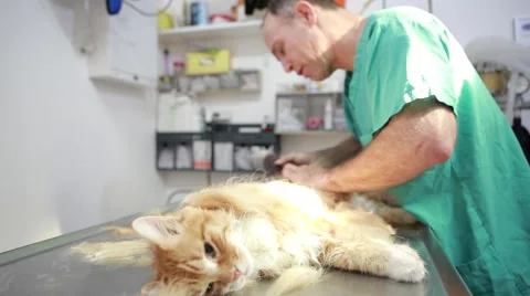 Shaving anesthetized cat Stock-Footage 62800170