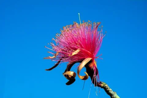 Shaving brush tree Stock Photos