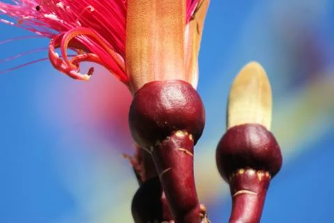 Shaving brush tree Stock Photos