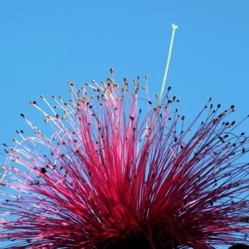 Shaving brush tree Stock Photos