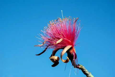 Shaving brush tree Stock Photos