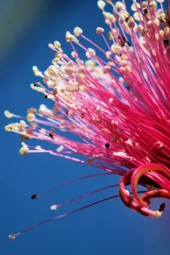 Shaving brush tree Foto stock