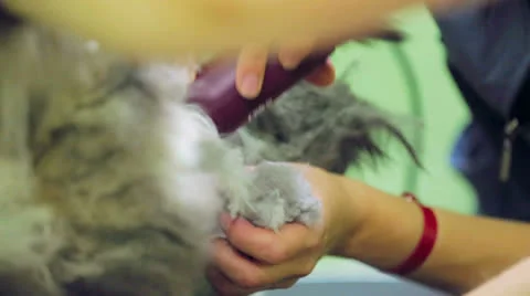 Shaving a cat Video stock 25995080