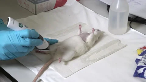 Shaving a Mouse on a Lab for Surgery Stock-Footage 134212170