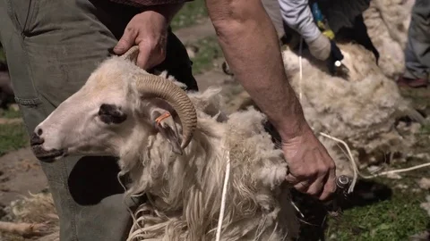 Shaving a ram Stock Footage 79727750