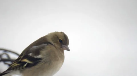 Shchur bird on white snow Stock Footage 33268271