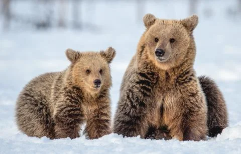She-bear and bear cub on the snow in winter forest. Wild nature, Natural habi Stock Photos