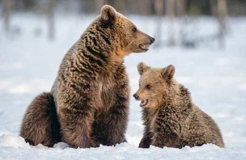 She-bear and bear cub on the snow in winter forest. Wild nature, Natural habi Stock Photos