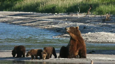 She-bear and bear cubs.  Video stock 849389