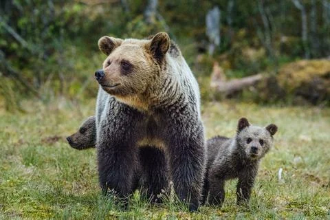 She-Bear and Cubs of Brown bear (Ursus Arctos Arctos) on the swamp in the sum Stock Photos