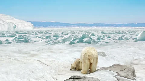 She-bear with bear cubs stand on snow Stock Footage 53894979