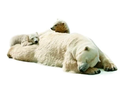 She-bear with cubs Stock Photos