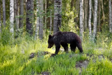 She-bear with three bear cubs on a forest glade. Foto stock