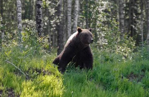 She-bear with three bear cubs on a forest glade. Stock Photos