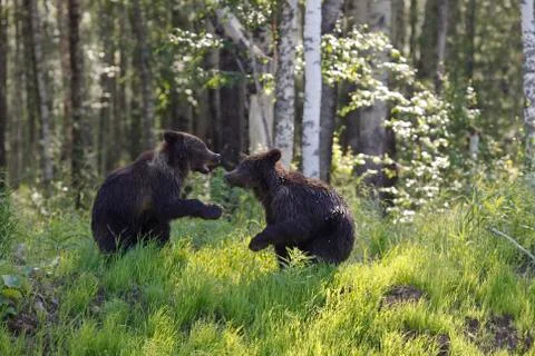 She-bear with three bear cubs on a forest glade. Stock Photos