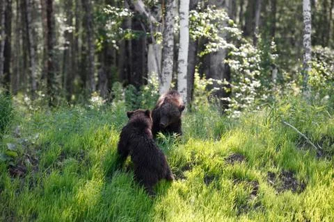 She-bear with three bear cubs on a forest glade. Foto stock