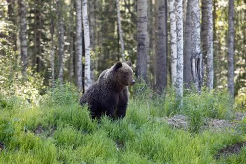 She-bear with three bear cubs on a forest glade. 스톡 사진