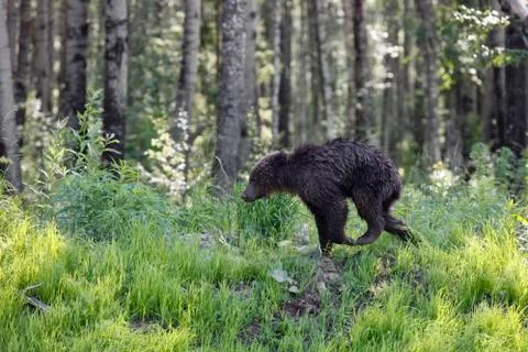 She-bear with three bear cubs on a forest glade. Foto stock
