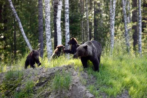 She-bear with three bear cubs on a forest glade. Foto stock