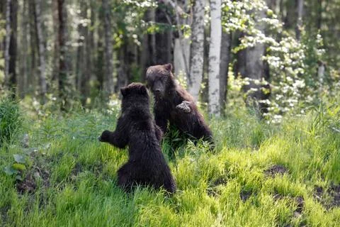 She-bear with three bear cubs on a forest glade. Foto stock