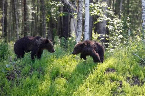 She-bear with three bear cubs on a forest glade. Stock Photos