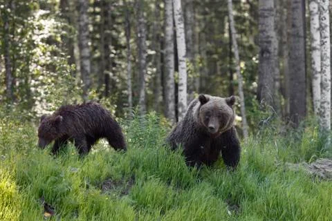 She-bear with three bear cubs on a forest glade. Stock Photos