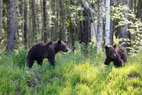 She-bear with three bear cubs on a forest glade. Stock-Fotos
