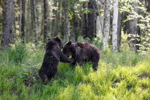 She-bear with three bear cubs on a forest glade. Stock-Fotos