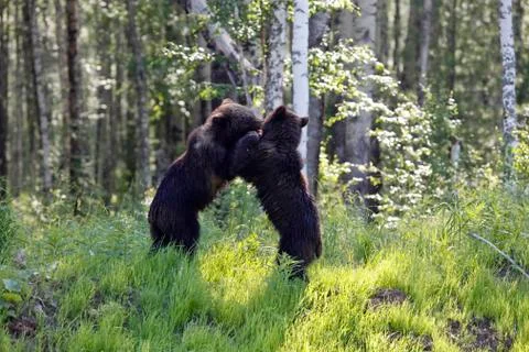 She-bear with three bear cubs on a forest glade. Foto stock